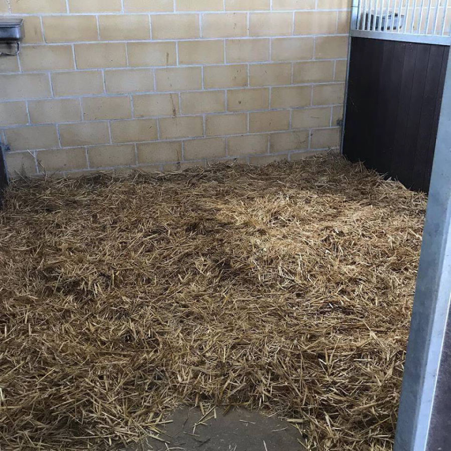 La cuadra en la Hípica Ataya