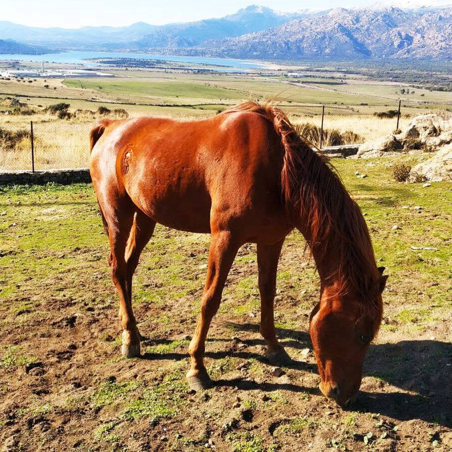 Qatar, caballo pura sangre
